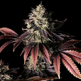 Millionaire Mindset > Empire Seeds
